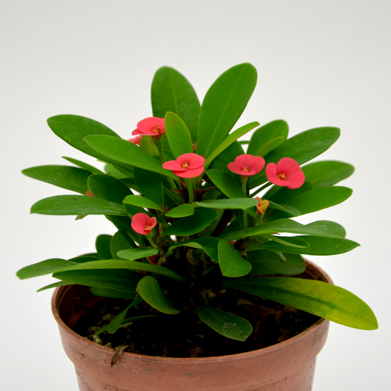 耐阴多肉植物室内,30种耐阴植物室内盆栽