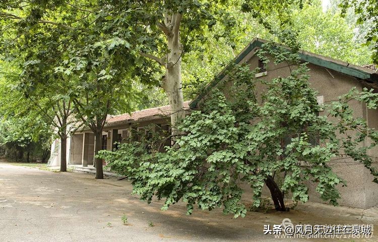 济南秋天的法国梧桐,济南一颗梧桐树