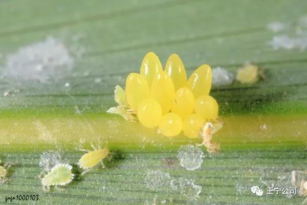 玉米上的虫害打什么药,玉米虫害防治口诀谚语