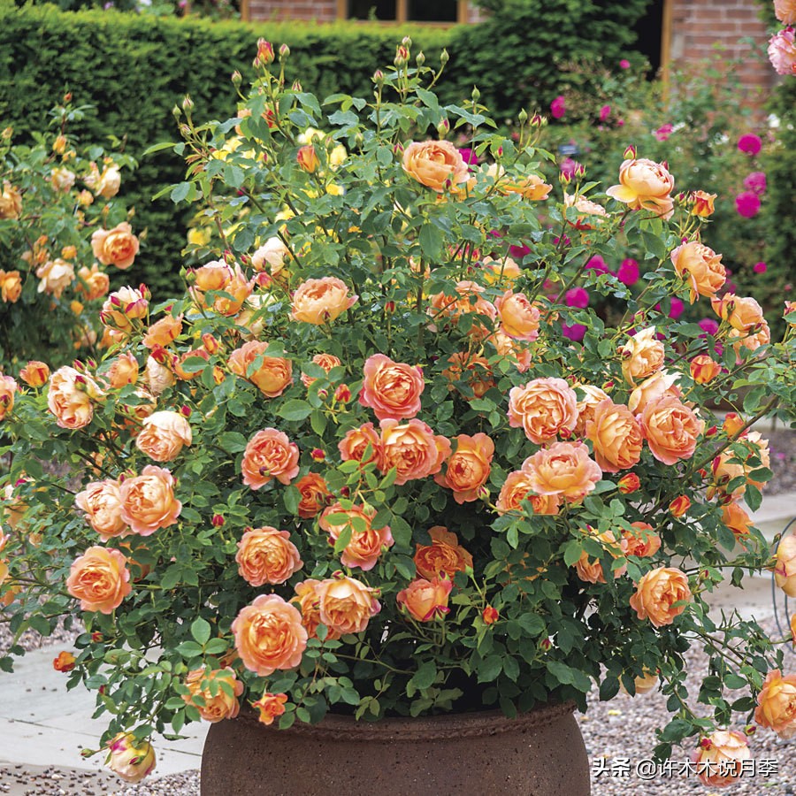 最漂亮10种藤本月季品种,50个经典藤本月季品种推荐