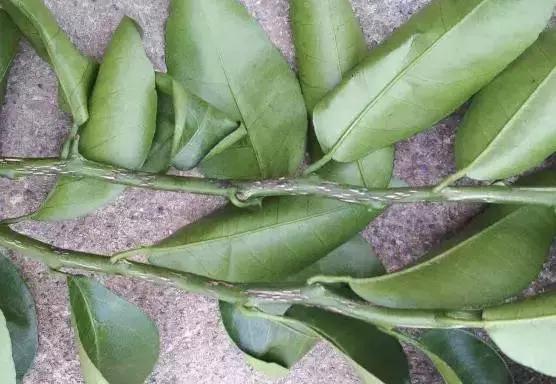 知了和蚱蝉是一种动物吗,知了和蚱蝉有什么区别