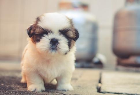 狗粮买多了怎么办,狗粮买多了怎么保存