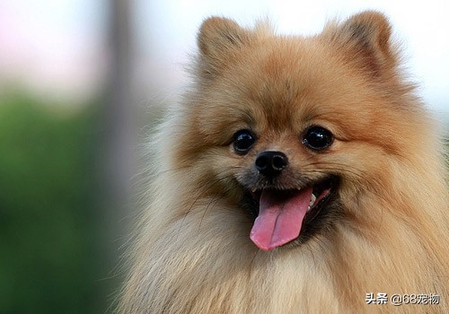 12星座适合养什么狗,12星座的女生适合养什么狗