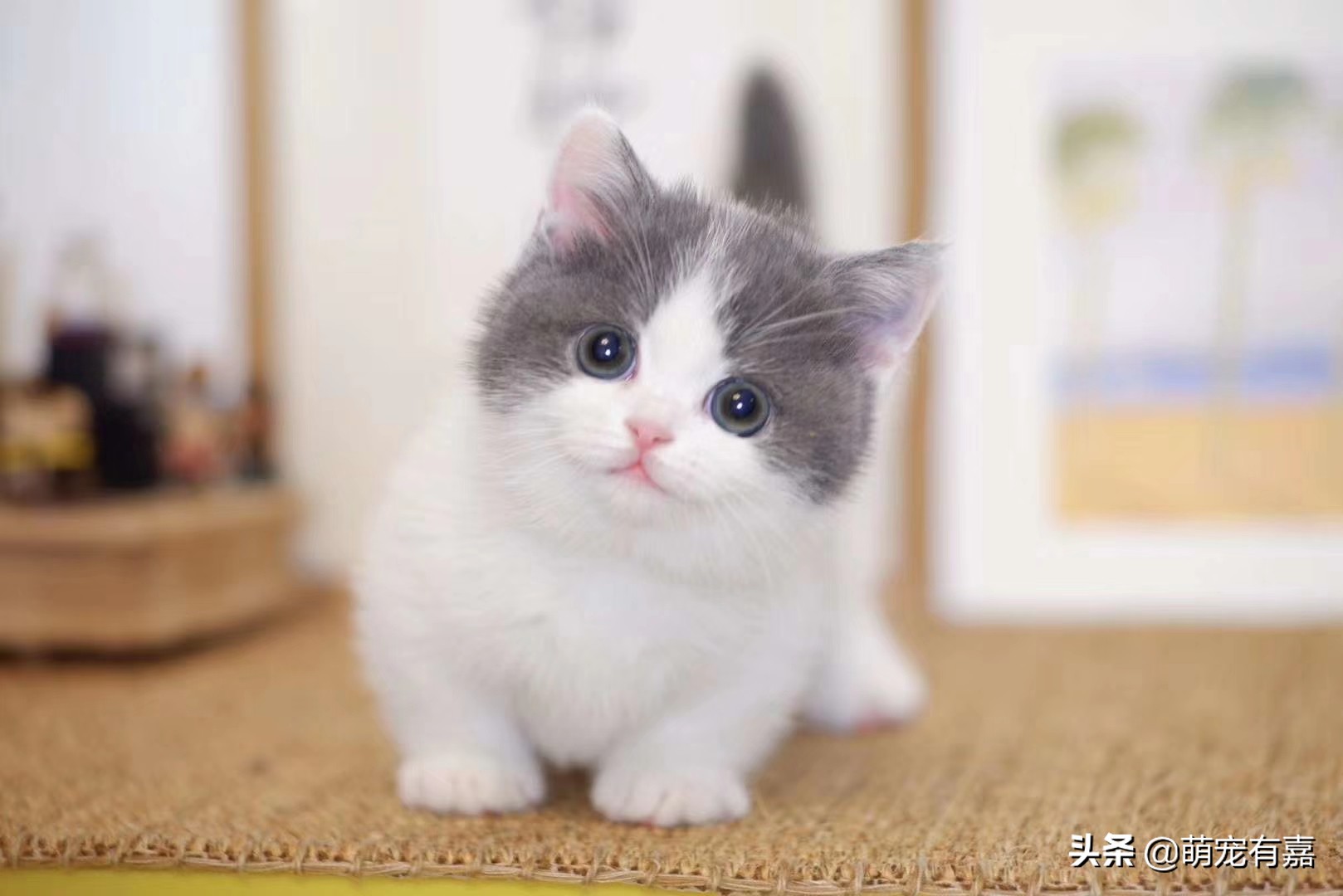 流浪断奶奶猫注意事项,流浪猫遗弃奶猫怎么办