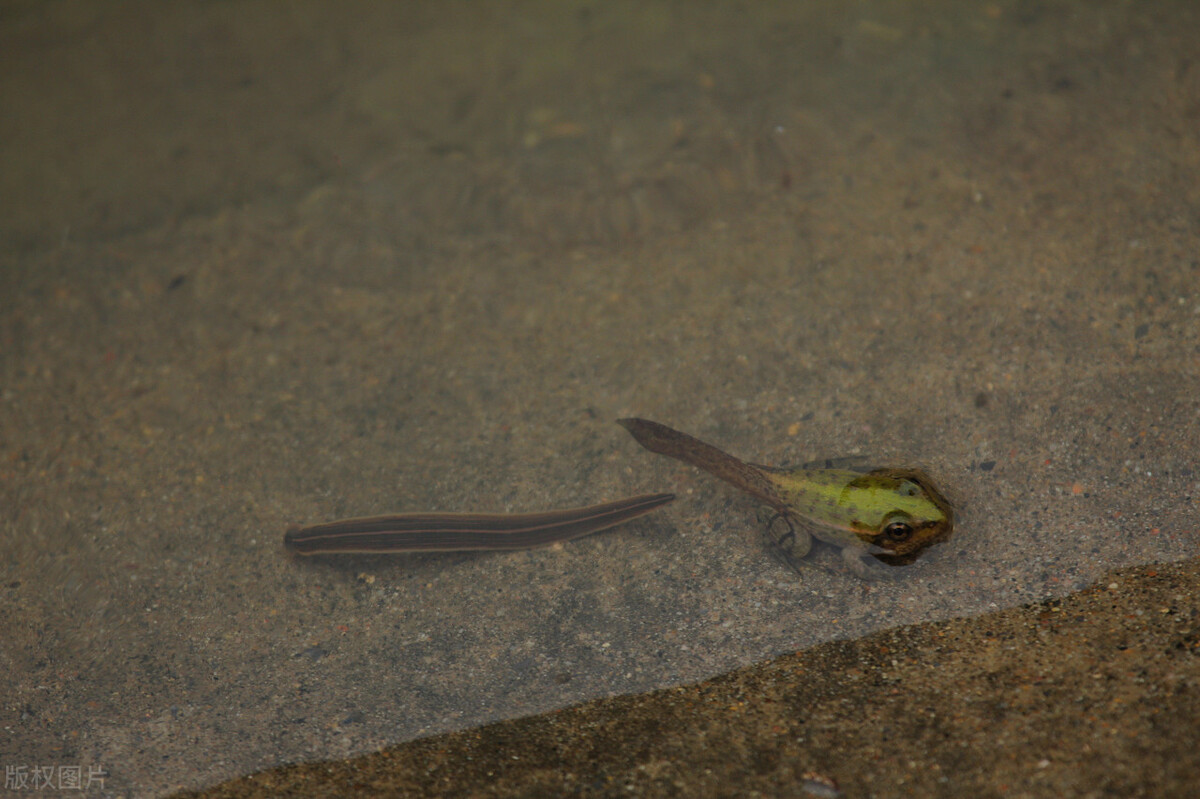 蚂蝗吸血后被吸人会死吗,吸血蚂蝗扒到皮肤上怎么处理