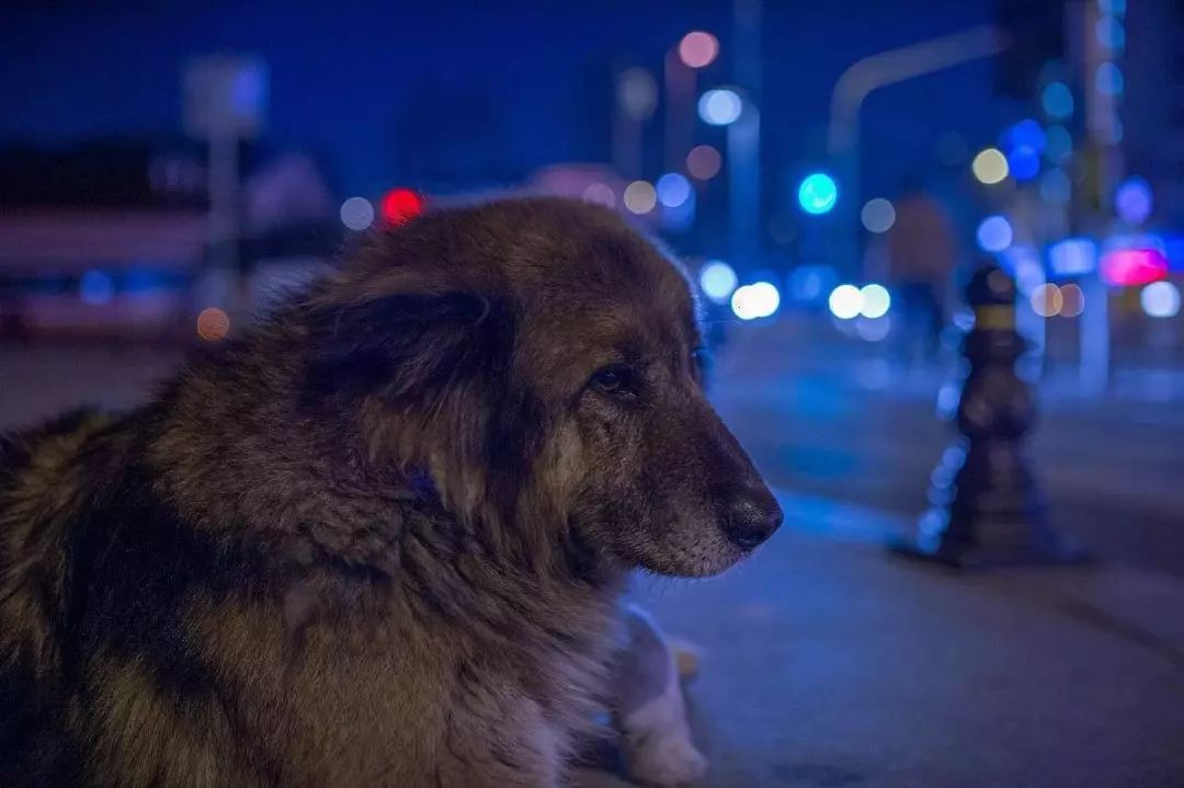 狗狗在消失一段时间又回来了,狗狗被人遗弃一年后长成怪物