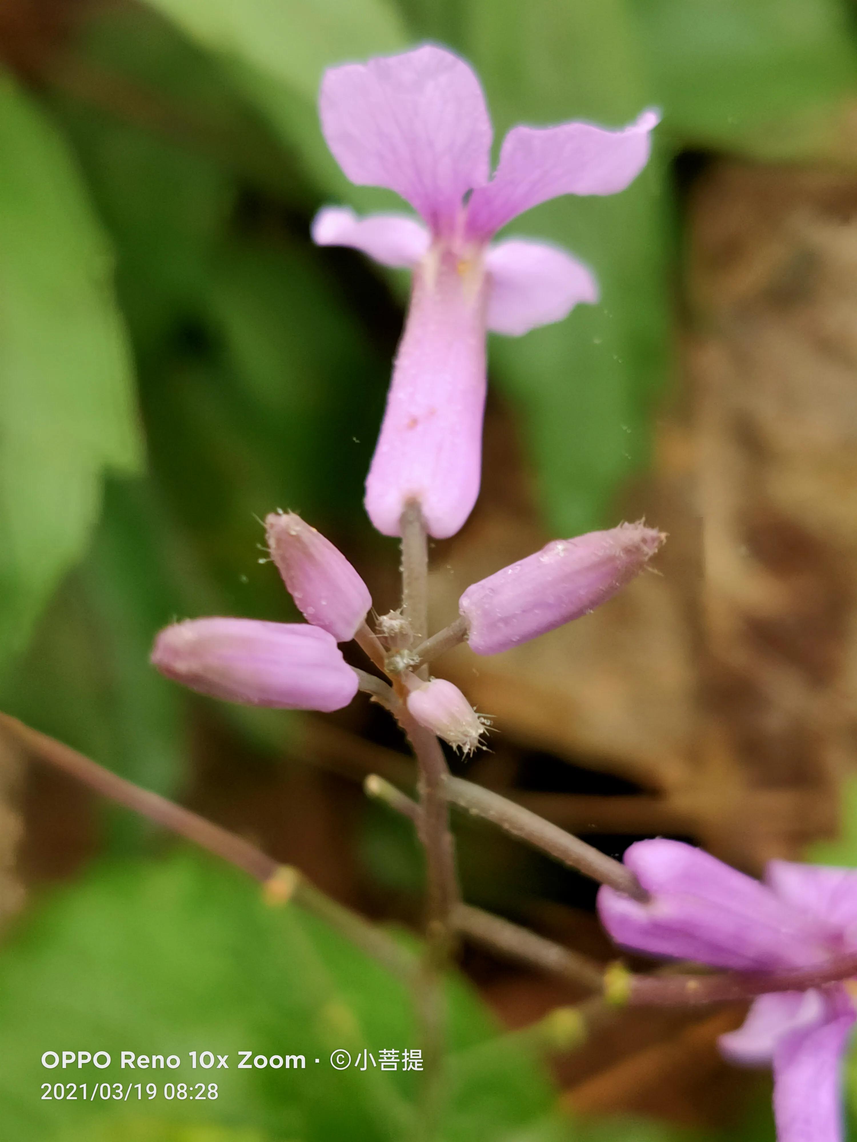 这种植物为成就蜀国屡次北伐功不可没