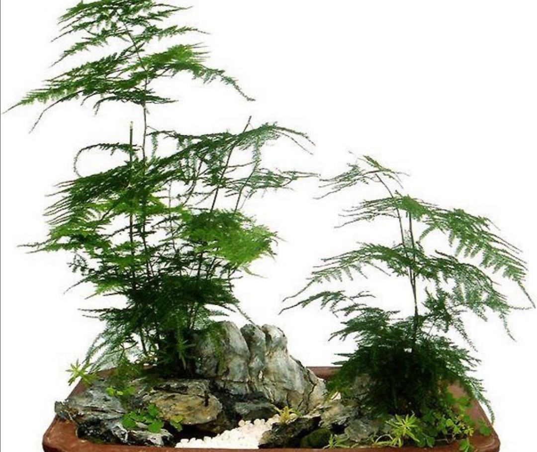 文竹出现黄叶是什么病,文竹全部枯黄了怎么办