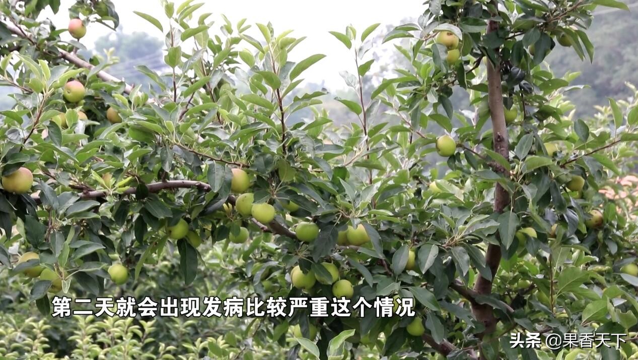 苹果炭疽叶枯病最佳治疗方法,苹果炭疽叶枯病用什么药效果好