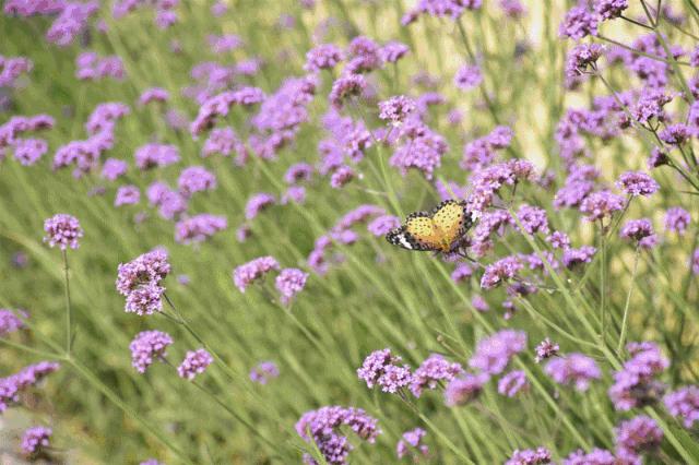 罗浮山清水湖民宿订房,全家出游避暑