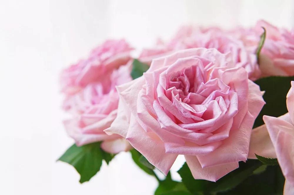 花店必备的5款玫瑰,花店常用的10款玫瑰花是哪些品种