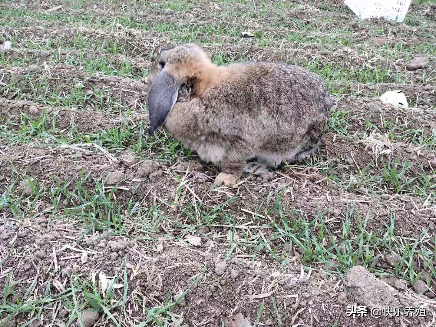 养兔应重点推广八项技术,养兔高手教你养兔七个技巧