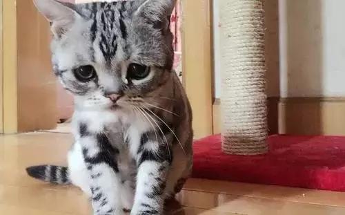 那些年失误的喵星人铲屎官已笑疯,喵星人的厉害行为报复铲屎官