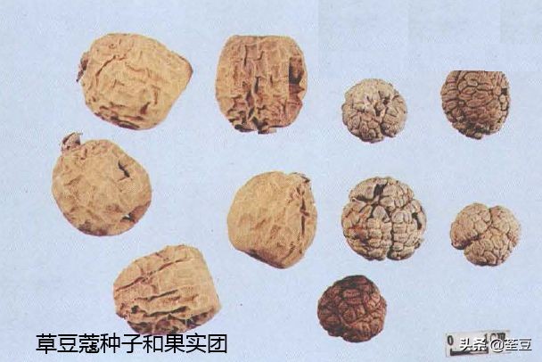 砂仁的好与坏的识别,如何辨别砂仁的真假