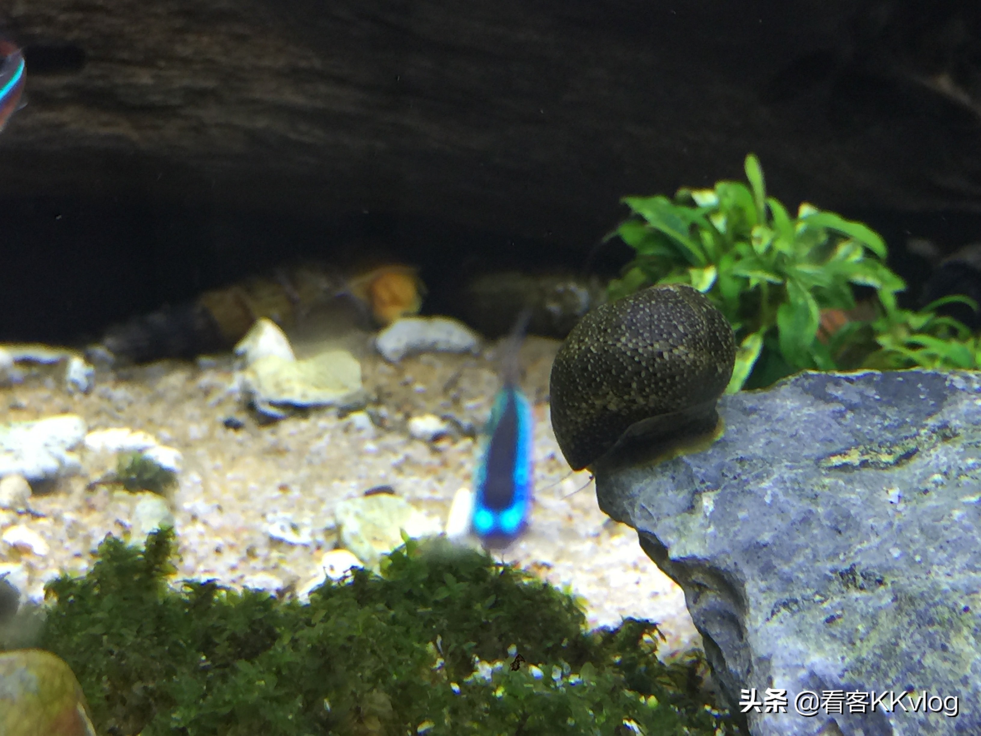 可以在缸内繁殖的观赏螺,观赏螺入缸步骤