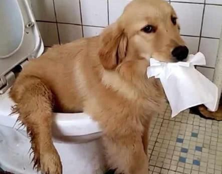 公认的无攻击性的6种狗你家有吗,什么狗忠诚攻击力高还可以养