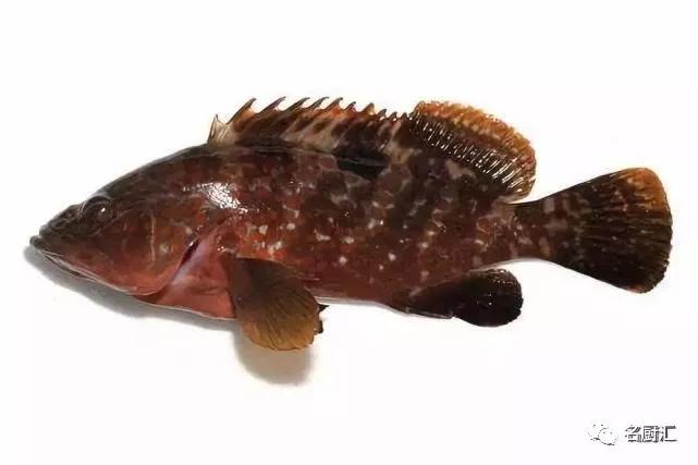 世界高端海鲜品牌,世界顶级海鲜在哪里