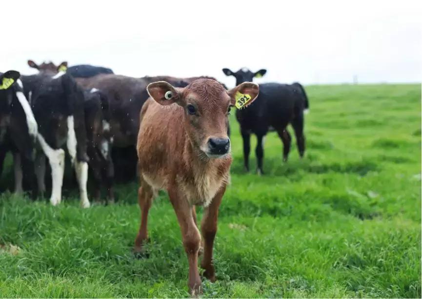 新西兰进口奶粉品质,高端原装进口新西兰奶粉