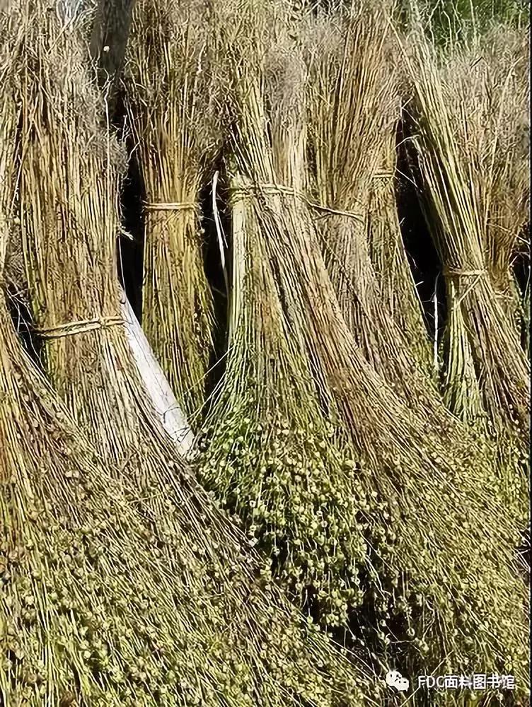 能用来制作面料的植物知多少？（下）