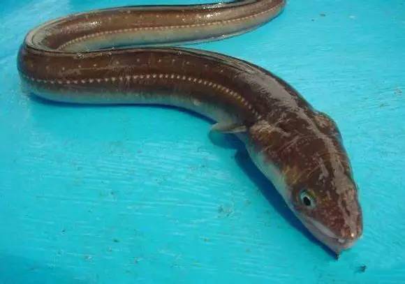 史上最全面的海鲜大咖,史上最全海鲜视频