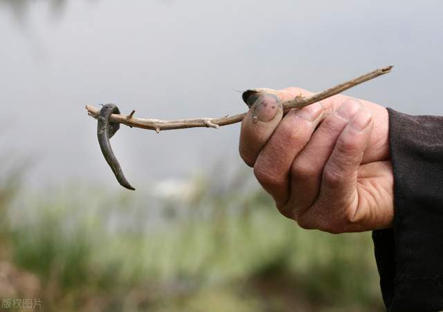 童年被洋辣子蛰过,蚂蝗小时候的噩梦