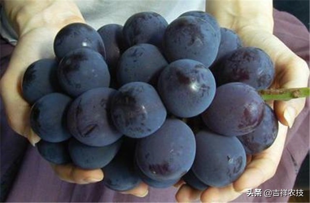 巨峰葡萄种植技术和管理,巨峰葡萄栽培技术全过程