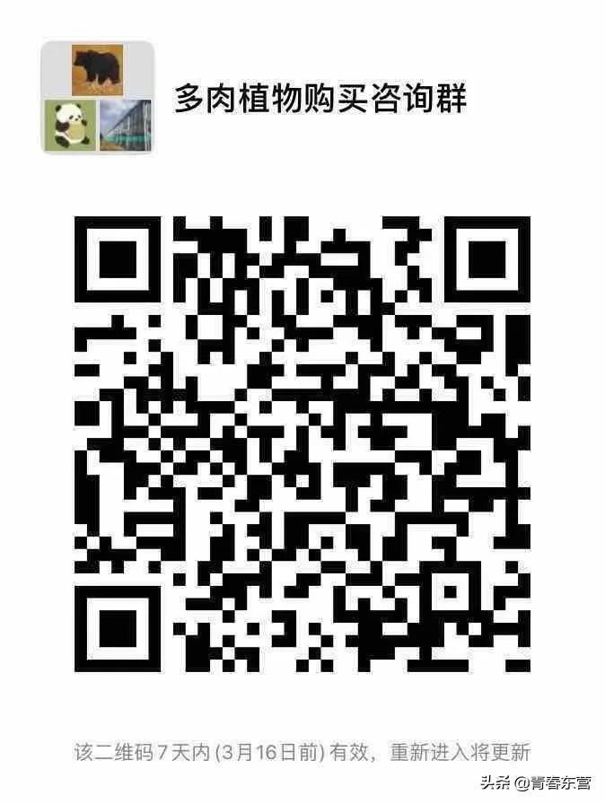 高沟村多肉种植基地直播,中庄多肉种植基地直播