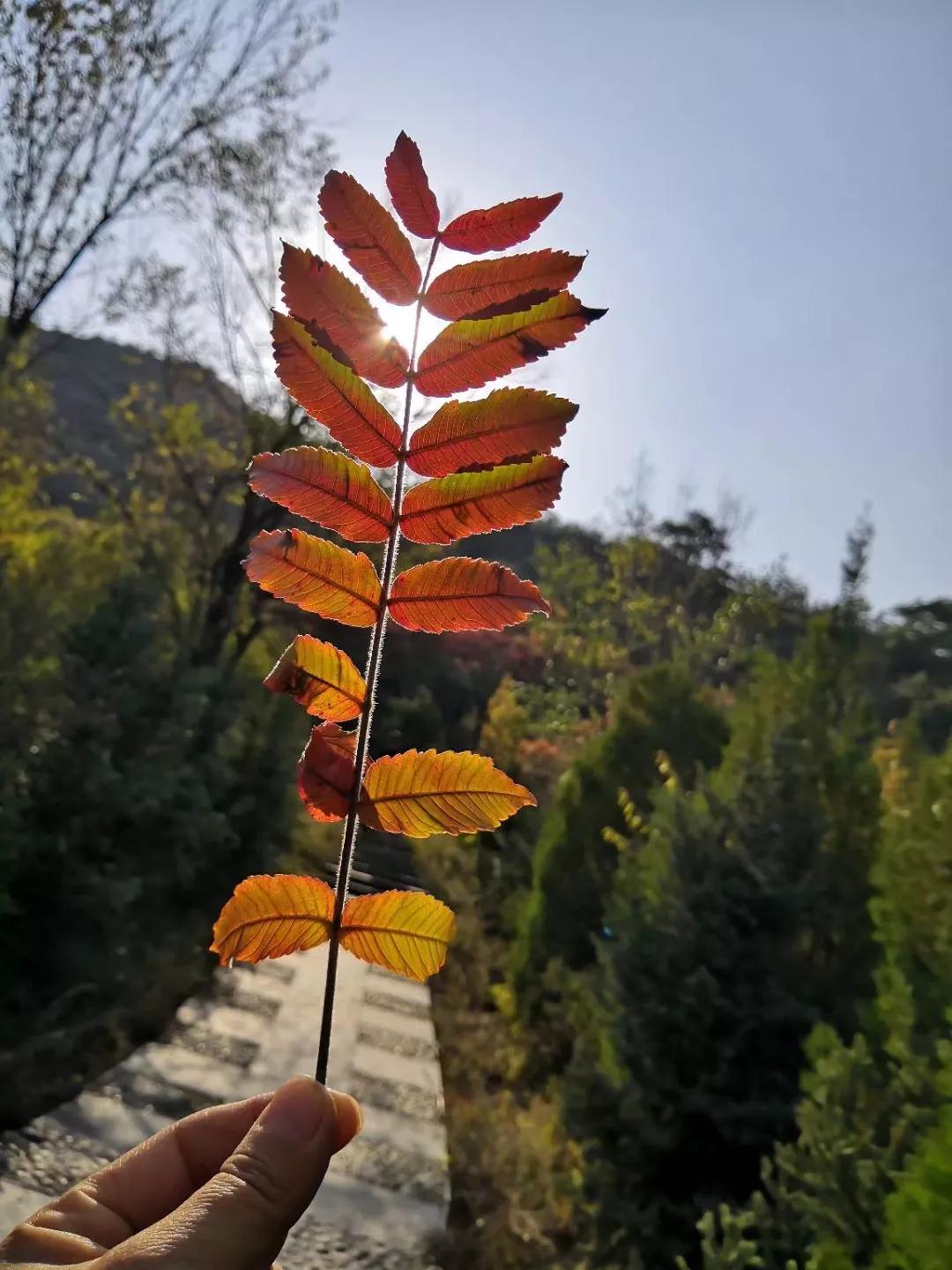太原去哪里看秋景,太原的秋景有哪些