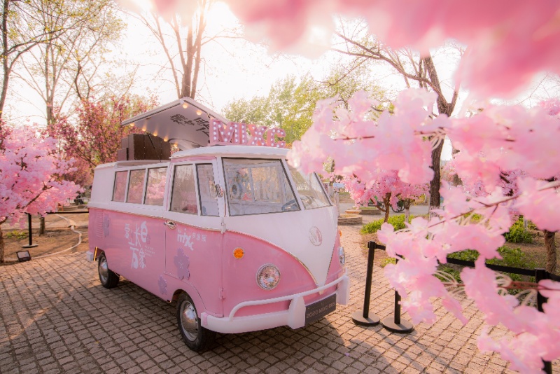 沈阳和平区樱花,沈阳和平区看樱花