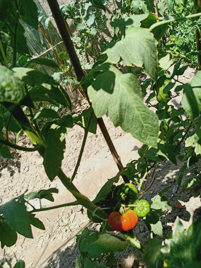 樱桃番茄最好的颜色,樱桃番茄挑选