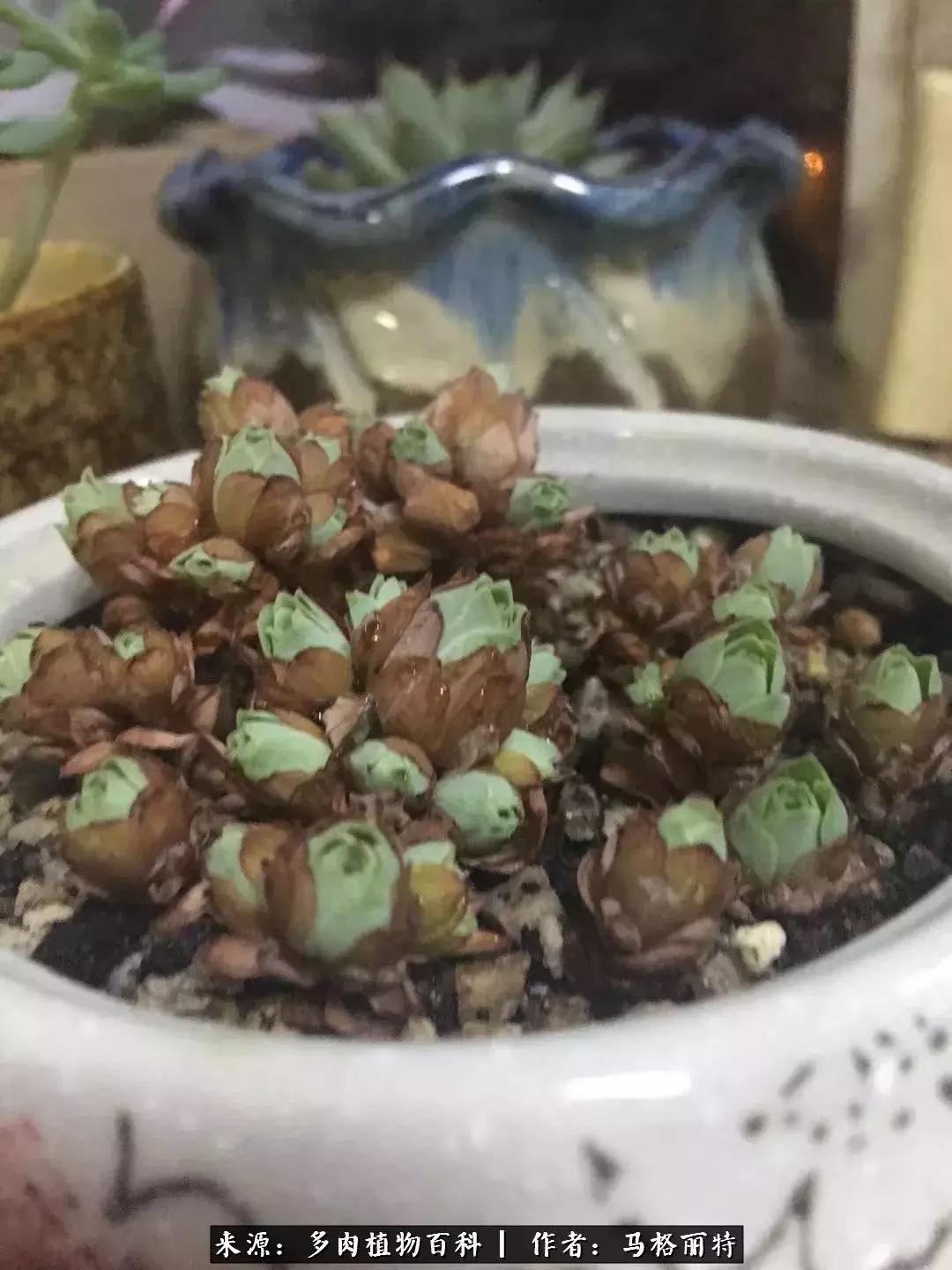 北方阳台多肉怎么过冬,北方阳台多肉