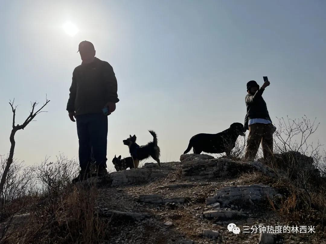 纯白德牧收养视频,领养德牧小奶狗合集