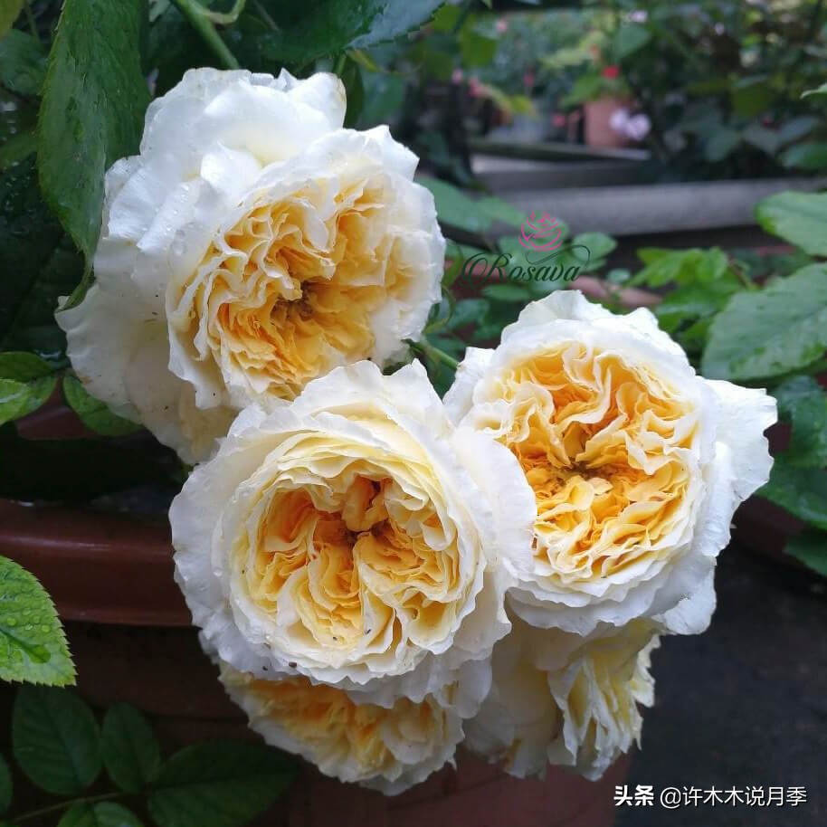 切花大全100种,鲜花大全50种花的花语