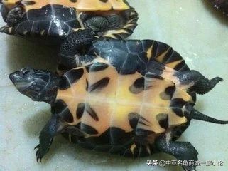 龟市发展史07:被高度爆炒的黑颈龟为何炒爆了?