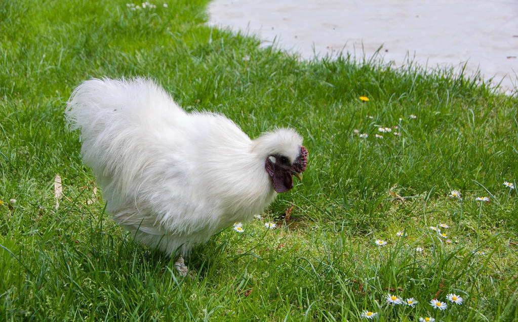 哪一种乌鸡长得特大,乌鸡外貌