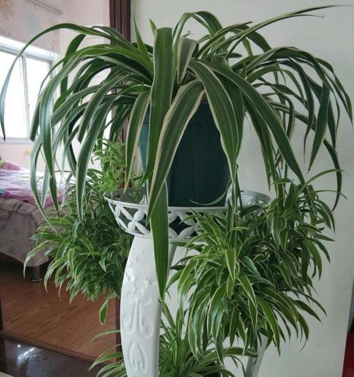 用这种“特效水”养绿萝吊兰,叶片绿油油,新芽蹭蹭长,不黄叶