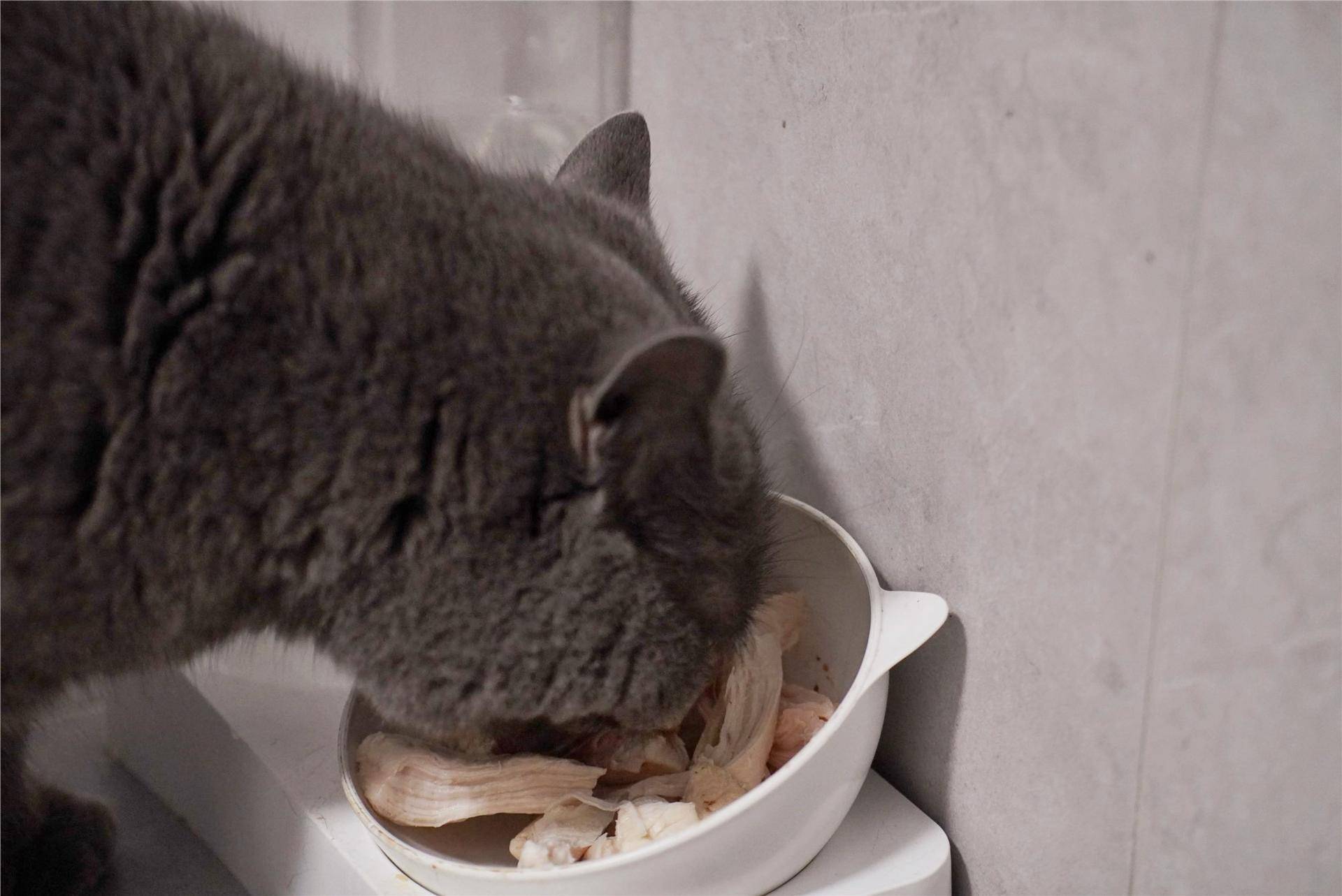 猫主子的猫砂怎么选,喵星人的食物有哪些