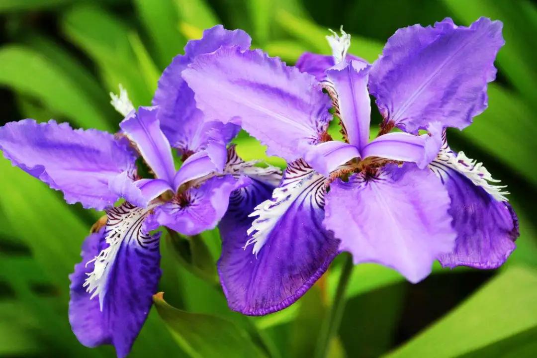 50种·蓝紫色系植物,尊享高贵典雅浪漫的视觉盛宴