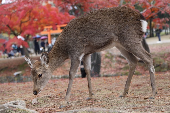 日本京都枫叶季旅游攻略,日本关西赏枫旅游攻略