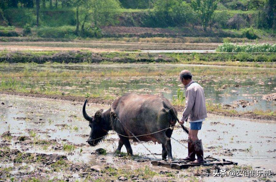 农村俗语：脚板下无空，是个老长工！平板脚真的不好么？