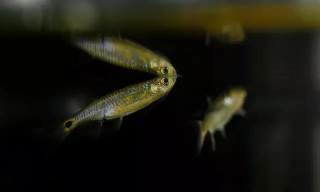 灯鱼草缸造景教程,草缸造景养什么鱼