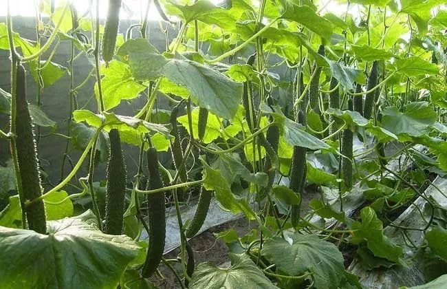 治疗黄瓜蔓枯病特效药,防治黄瓜枯萎病最有效的方法是
