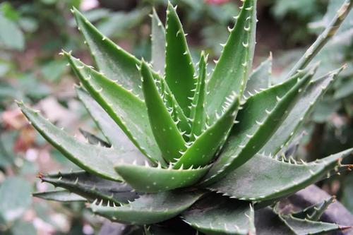 适合卧室养的10种花,养金枝玉叶放卧室可以改善睡眠吗