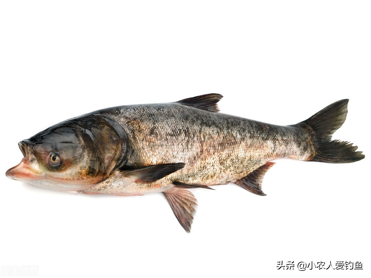 花鲢鱼头吃货,花鲢胖鱼头