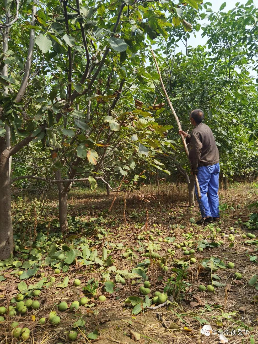 「老敏」漫话核桃