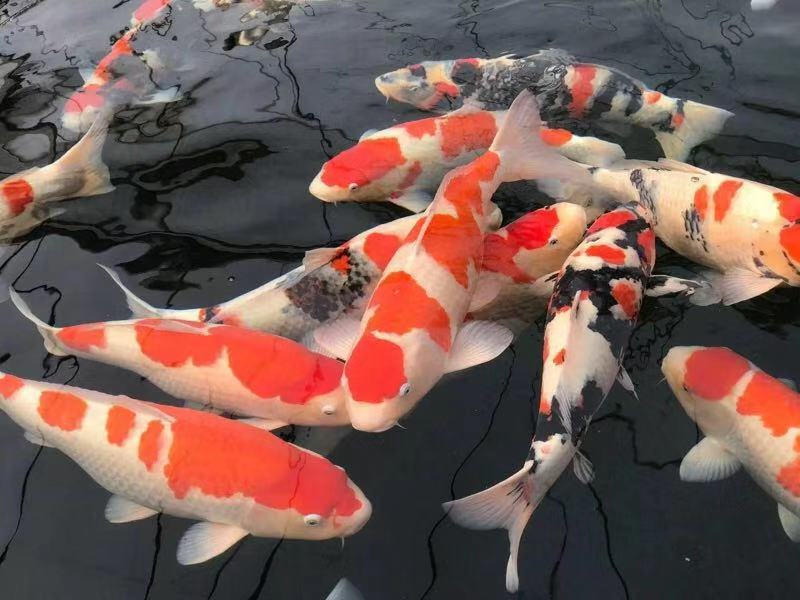 鱼缸养锦鲤鱼的方法和技巧,鱼缸新手养锦鲤鱼的正确方法