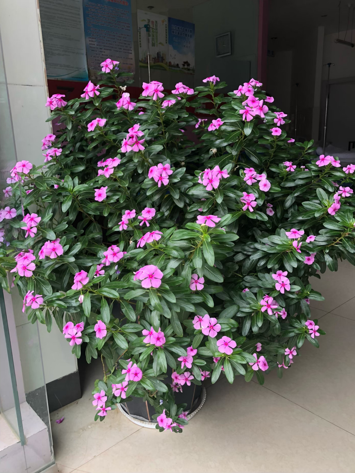 好养的盆栽花卉排名前十,盆栽花比较好养的有哪些