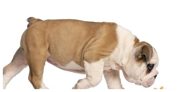 狗狗厌食吃什么狗粮,狗狗宁愿饿着也不吃狗粮怎么办