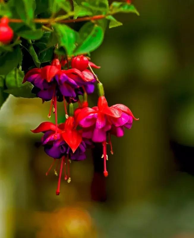 惊艳倒挂金钟,惊艳倒挂金钟图片