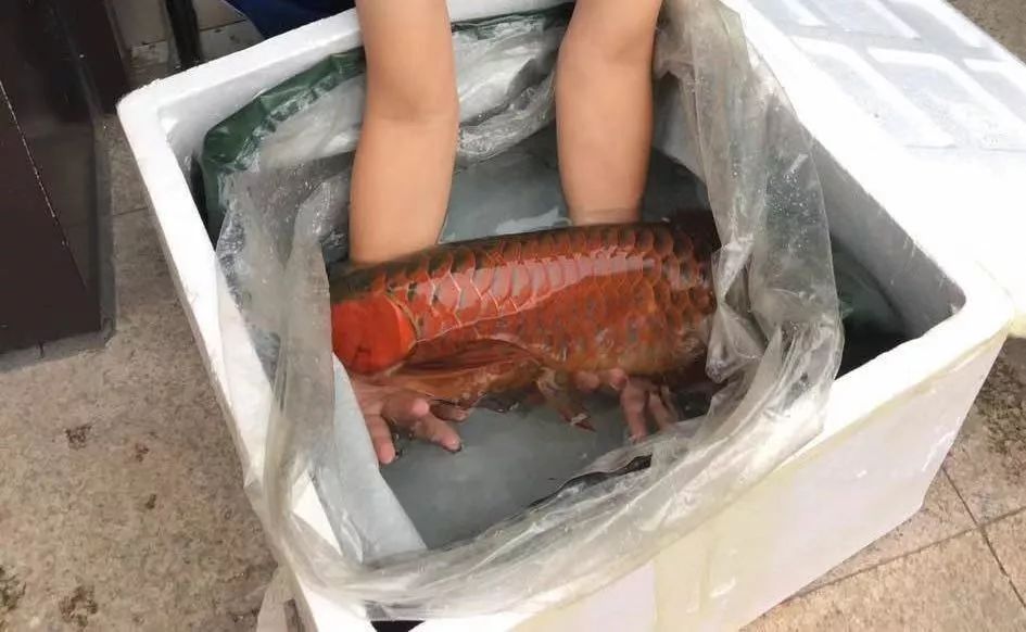 潮汕小伙卖金龙鱼,潮汕90后男生卖金龙鱼